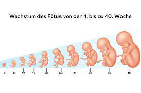 Fotus Grosse Und Gewicht Tabelle Scheitel Steiss Lange Wiado De