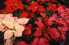 Deck The Halls With Holiday Houseplants Poinsettia Plant Christmas Plants Christmas Cactus