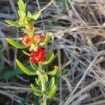 Image result for Pollichia campestris