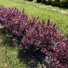 Posted by svitlana batterman on jun 12th 2020. Online Tree Shrubs And Plant Sales Guaranteed Quality