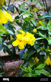 Image result for Gelsemiaceae