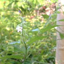 Image result for Priva curtisiae