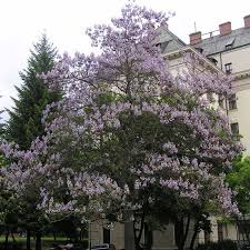 Image result for Paulownia