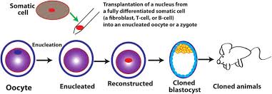 We did not find results for: The Totipotent Reprogramming Activity Of An Oocyte Or A Zygote Is Download Scientific Diagram