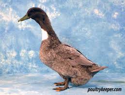 The blue swedish duck is among the oldest domesticated ducks and is still a favorite today. Blue Swedish Ducks