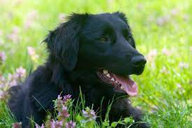 Check spelling or type a new query. What Breed Of Dog Looks Like The Black Golden Retriever Retriever Advice Golden Retrievers Labrador Retrievers Chesapeake Bay Retriever Flat Coated Retriever Curly Coated Retriever Nova Scotia Duck Tolling Retriever