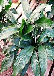 Maybe you would like to learn more about one of these? Identifying House Plants Lovetoknow