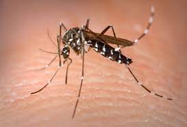 Tijgermug = de tijgermug of aziatische tijgermug (stegomyia albopicta, eerder aedes albopictus) is een tweevleugelig insect uit de familie steekmuggen (culicidae). Tydxy N2ub6rjm