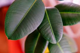 Commonly called baby rubber plant. a safer alternative to the rubber plant (which can cause mild toxicity to humans and pets), the baby rubber plant is native to florida and the. 20 Plants That Are Poisonous For Children Cats And Dogs