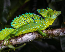Lagarto-de-crista