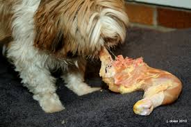 Maybe you would like to learn more about one of these? Can Dogs Eat Chicken