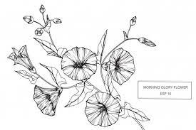 Morning Glory Flower Morning Glory Tattoo Morning Glory Flowers Flower Drawing
