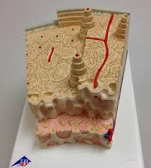 While their parts are similar in general, their structure has been adapted to differing functions. Compact Bone Spongy Bone And Other Bone Components Human Anatomy And Physiology Lab Bsb 141