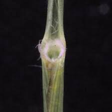 Image result for Stipagrostis uniplumis