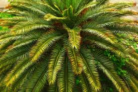 Image result for Roystonea regia