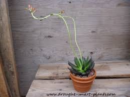 But all succulents require similar growing conditions. Echeveria Black Knight Outstanding Dark Hybrid