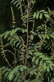 Image result for Indigofera sordida