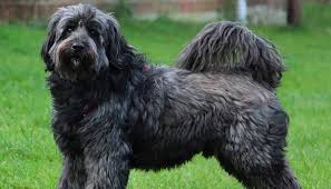 Naturally, puppy and adolescent tibetan terriers are filled with energy and excitement and require higher levels of stimulation and exercise. Tibetan Terrier Puppies For Sale Greenfield Puppies