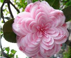 Pinterest Unusual Flowers Beautiful Flowers Rare Flowers