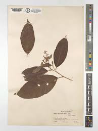 Image result for Croton polytrichus