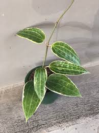 Image result for Mostuea microphylla