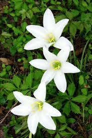 North carolina cooperative extension partners with communities to deliver education and technology that enrich the lives, land and economy of north carolinians. Atamasco Lily Native Plants Plants Native Landscaping