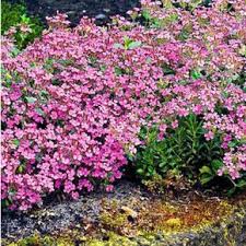Die Besten Immergrunen Bodendecker Pflanzen Garten Pflanzen Und Blumen Anbauen