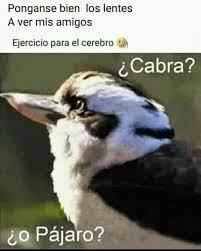 En la siguiente imagen se puede observar un rostro de perfil con unos lentes. Pin By Arinayi Arrmrtz On Juegos Mentales Visuales Y Demas Animals Blue Jay Special