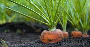 An American Timeline Home Gardening In The U S