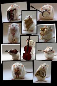 Piccollage Cute Rats Cute Animals Funny Animals