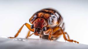 Image result for bed bugs