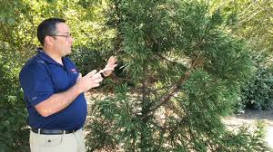 We did not find results for: Cryptomeria Japonica Japanese Cedar Japanese Cryptomeria North Carolina Extension Gardener Plant Toolbox