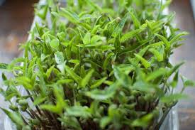 Pick the right location to place your pot. How To Grow Mung Beans Indoors Garden Tabs