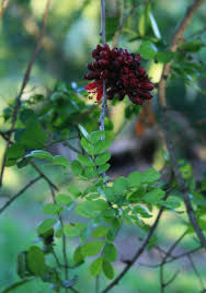 Image result for Schotia capitata