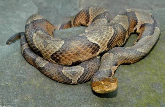 Eastern Copperhead (Agkistrodon contortrix)