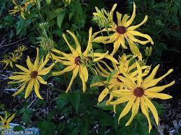 Image result for Centema subfusca