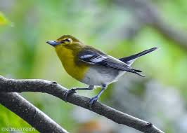PN Sierra del Lacandón--campamento El Porvenir, Petén, Guatemala