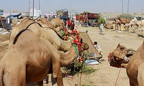 This video is all about body parts name in both of urdu and english. Eid Makeover The Art Of Camel Barbering Dawn Com
