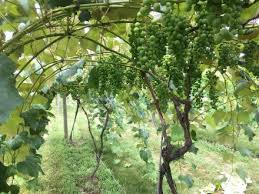 Image result for pruning grapes on a pergola