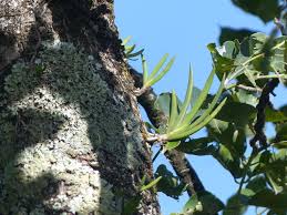 Image result for Podangis dactyloceras