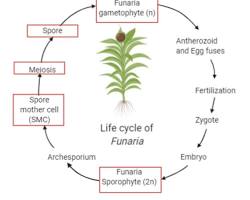 Image of Funaria Life Cycle