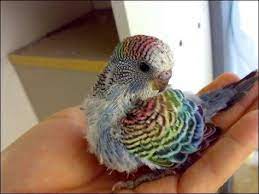 rainbow my parakeets are boring lol papaganlar muhabbet kuslari sevimli hayvan yavrulari