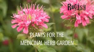 Maybe you would like to learn more about one of these? Plants For The Medicinal Herb Garden Rootsy Network