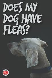 Does My Dog Have Fleas 5 Signs To Know It Good Doggies Online Dog Grooming Dog Groomers Dog Insurance