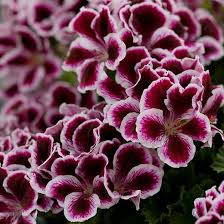 Image result for Geranium vagans