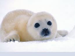 Harp Seal Cute Harp Seal Cute Little Animals Baby Animals Animals
