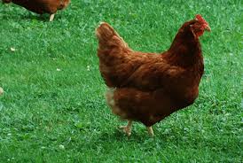 Watching your birds and getting to know them is as much part of the pleasure of owning them as eating their eggs. Rhode Island Red Yea Rhode Island Has A Chicken Named After It Deal With It Kid Rhode Island Red Chicken Breeds Crazy Chicken Lady
