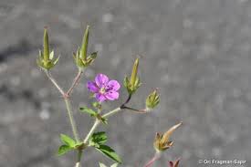 Image result for Psychotria sublyrata