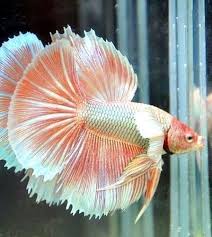 Pin By Martha Culbertson On Alma All I Mixed It In 2020 Betta Fish Types Betta Betta Fish