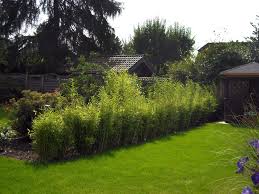 Bambus im pflanzkübel bereichern terrassen und balkone. Bambus Jumbo Fargesia Murielae Jumbo Baumschule Horstmann